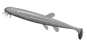 Libra Lures Musta Shad